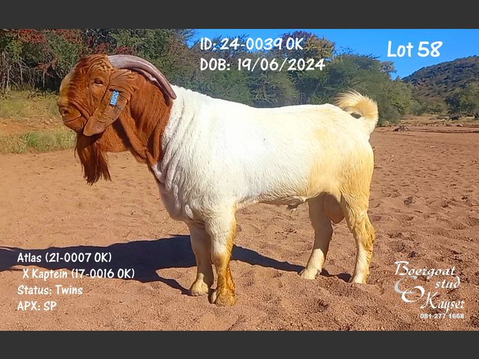 24-0039 OK | Kayser Boergoat Stud