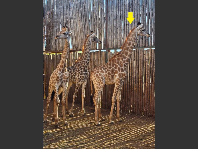 KAMEELPERD | LASARUS GAME