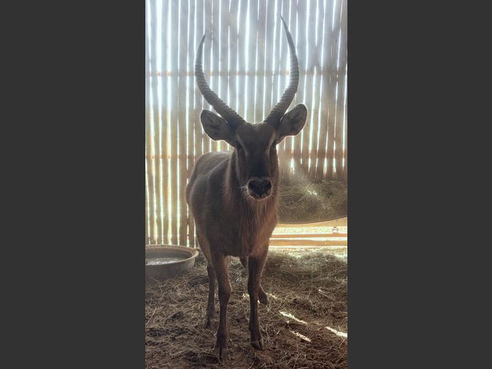 Waterbok Bul