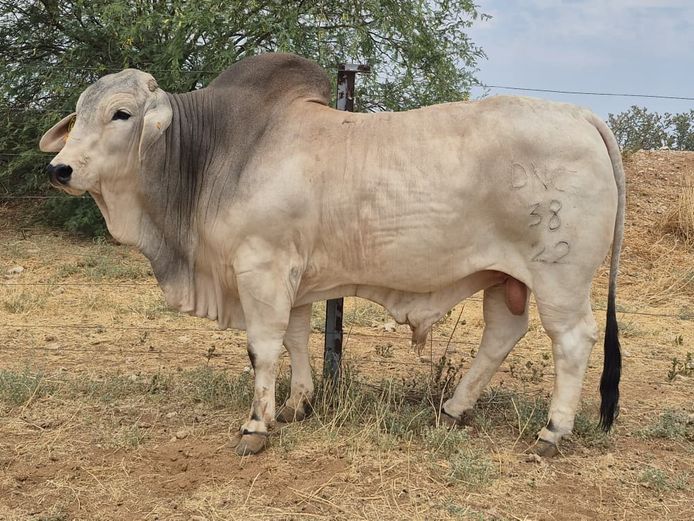 22-0038DNC | DANECO BRAHMAN 