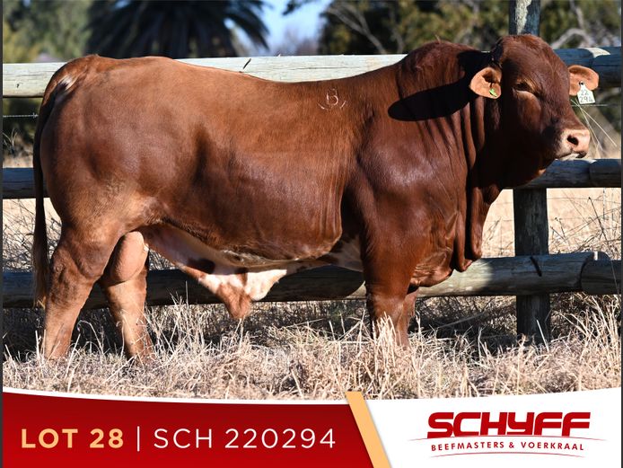 SCH 220294