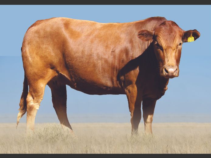 Commercial Animals 