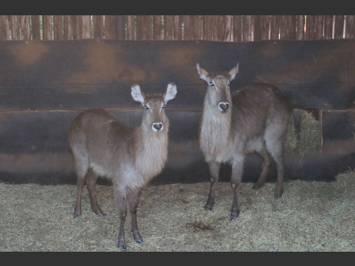 Waterbokke