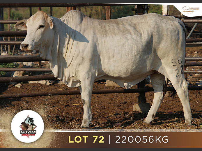 22-0056KG | GUNZEL BORAN