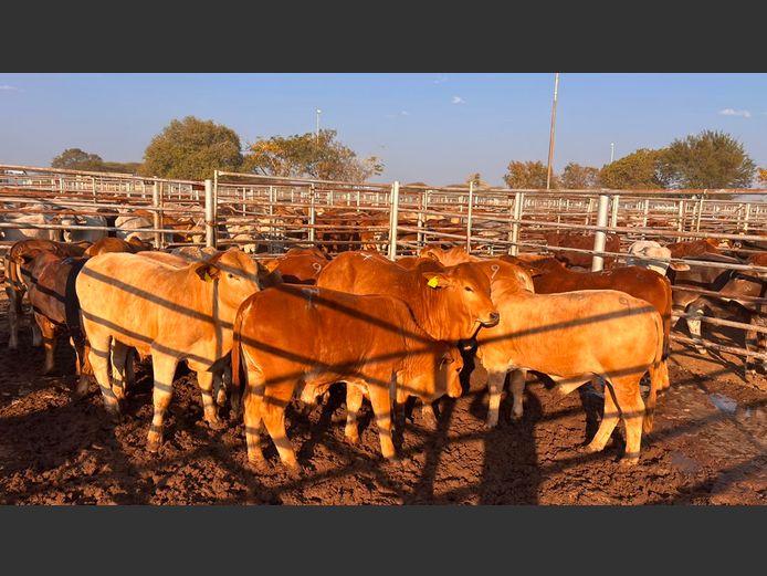 AGRA GROOTFONTEIN WEANER AUCTION