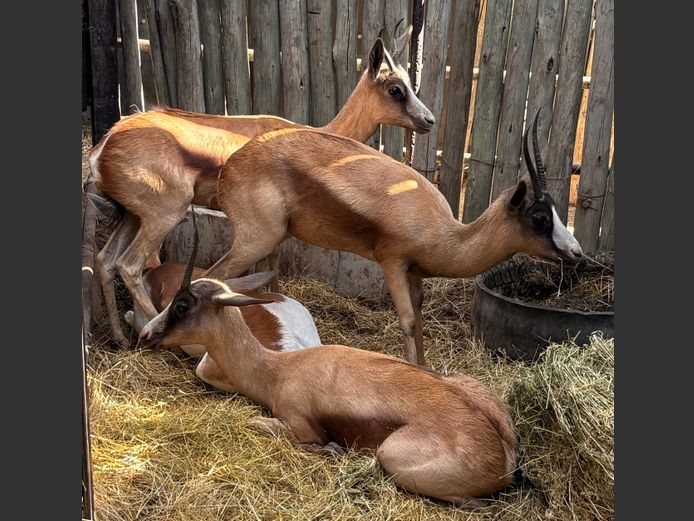 Konings Springbok Ooie