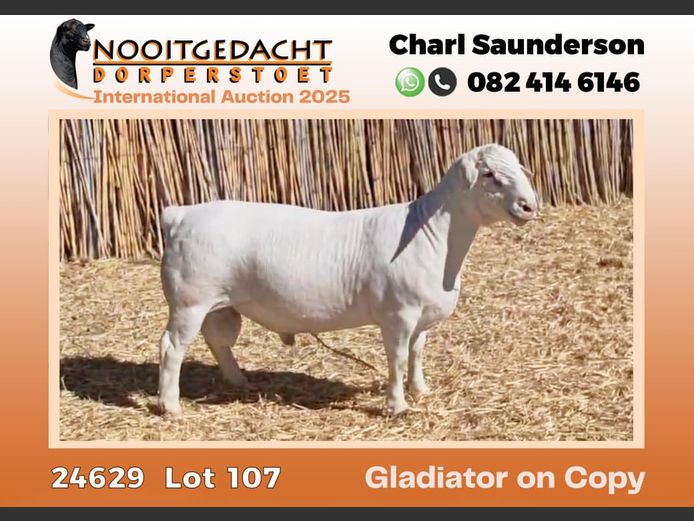 Nooitgedacht Witdorpers