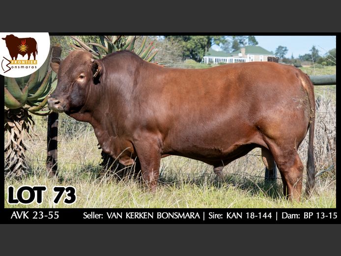 AVK 230055 | VAN KERKEN BONSMARA