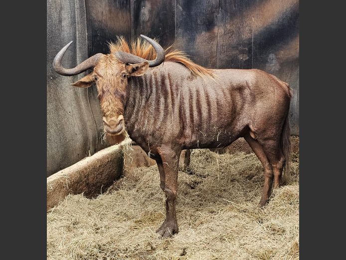 GOUE WILDEBEES | HENLU WILDLIFE