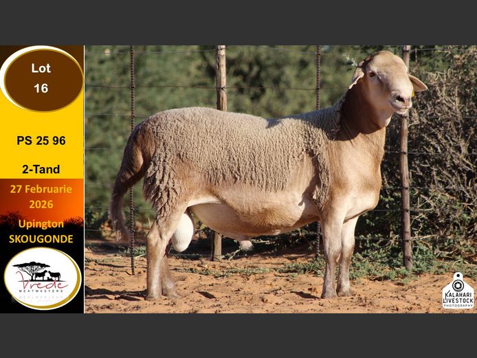 PS 25 86 | Peter & Christia Scholtz - Vrede Meatmasters