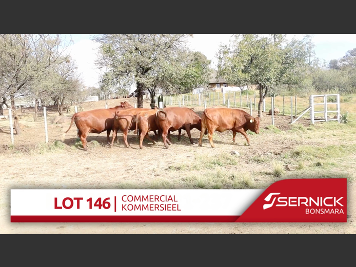 Commercial Animals