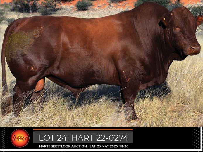 HART220274HH(c) | HARTEBEESTLOOP BONSMARA