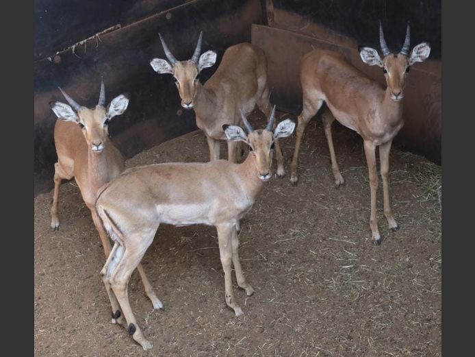 IMPALA