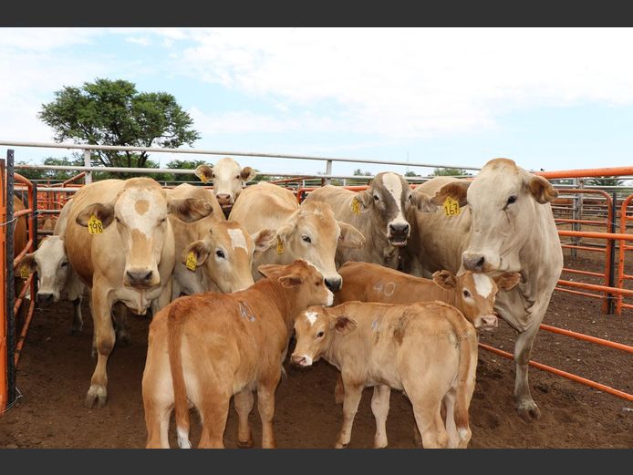 Commercial Animals | JP du Preez