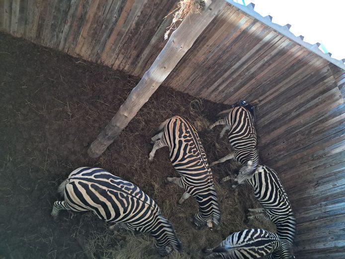 Zebra | Casper De Klerk Wilddienste