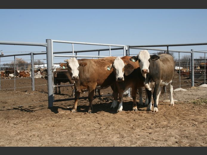 Commercial Animals