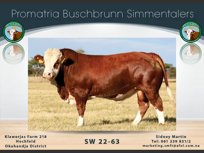 SW2263 | PROMATRIA BUSCHBRUNN SIMMENTALER