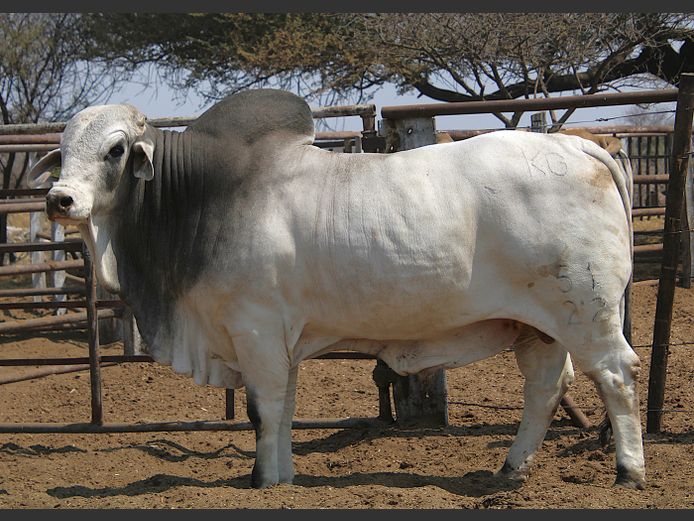 22-0051KG | MAKALANI BRAHMAN