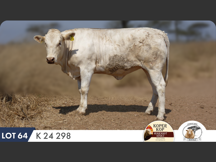 K240298 | KOPERKOP HUGENOOT STOET