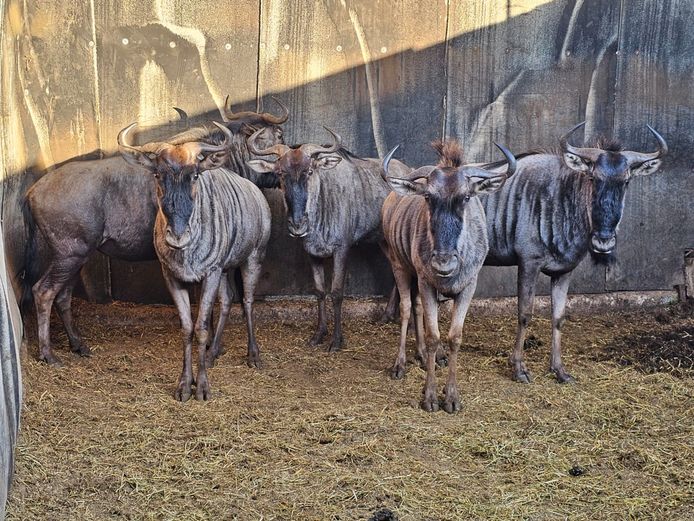 BLUE WILDEBEEST | KRUISRIVIER