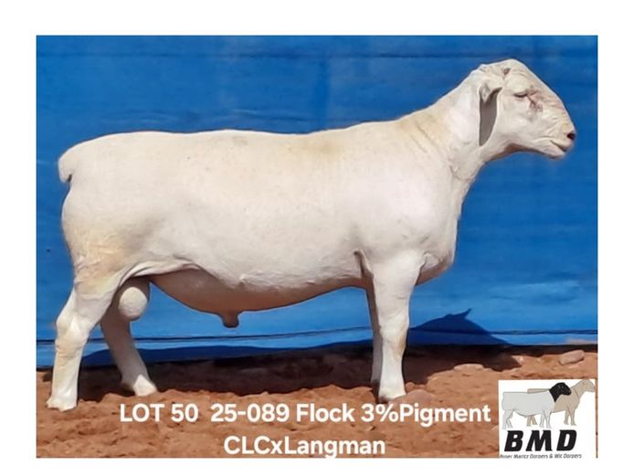 25-089 | BROER MARITZ DORPERS