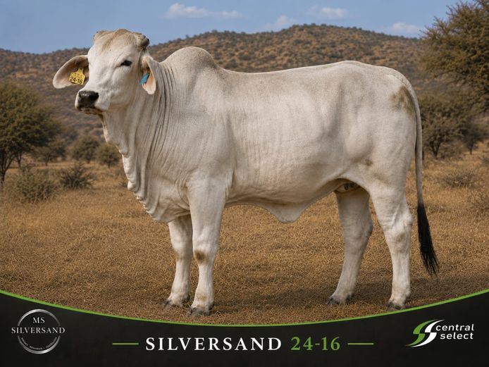 24-0016MS | SILVERSAND BRAHMAN