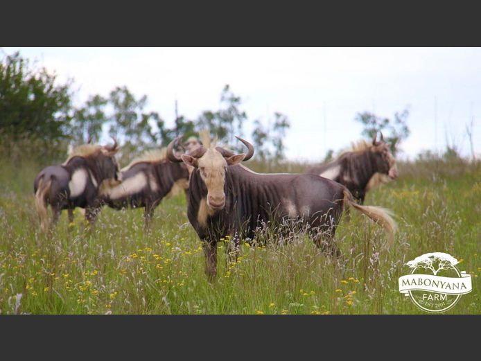 KONINGSWILDEBEES | EXCLUSIVE VET