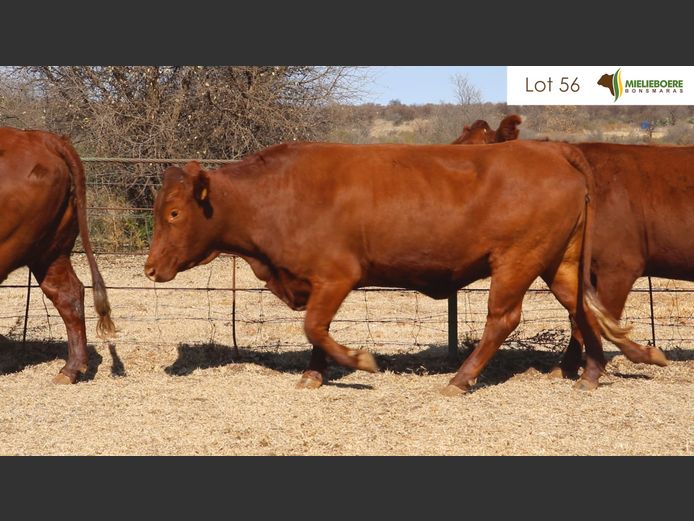 Kommersiële Vroulike Diere