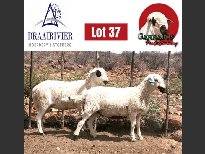 NS24-133 | Draairivier Boerdery