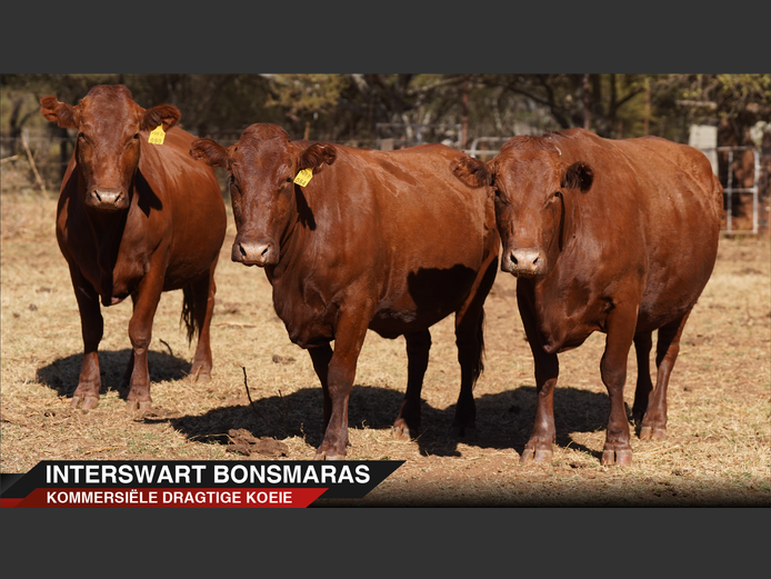 Commercial Animals | Interswart Bonsmaras - Northam