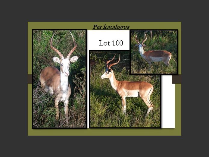 WHITE FLANKED IMP | H.P. OOSTHUIZEN