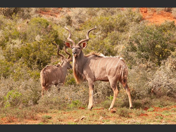 Kudu Bulls | SANParks - Mokala National Park