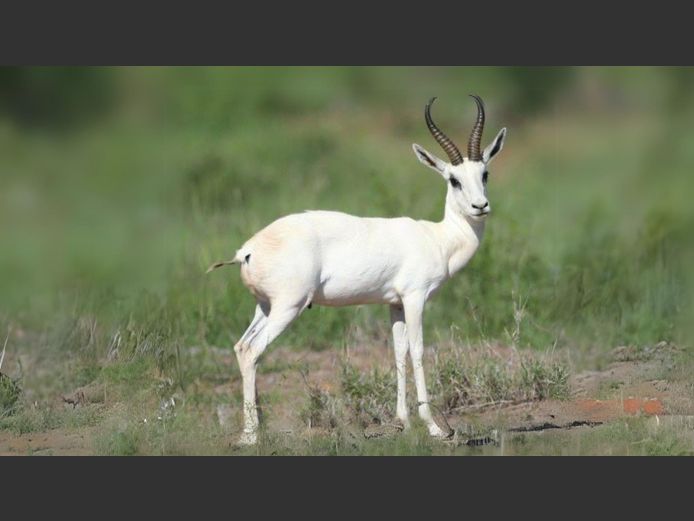 White Springbuck | Inyathi