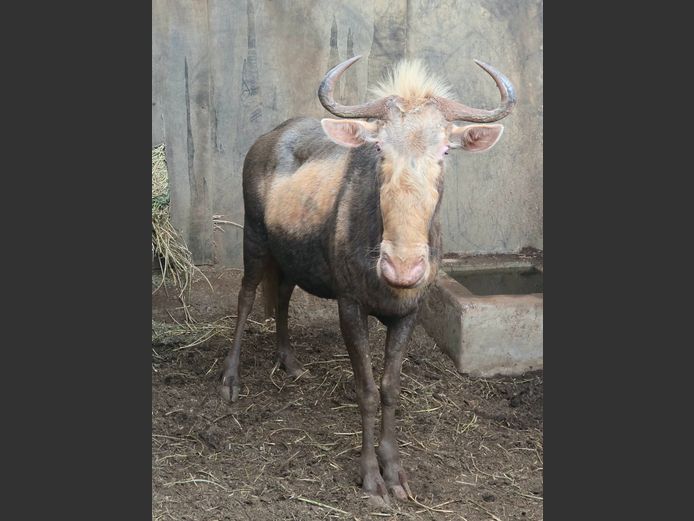 KONINGS WILDEBEES | DRIEFONTEIN BOERDERY