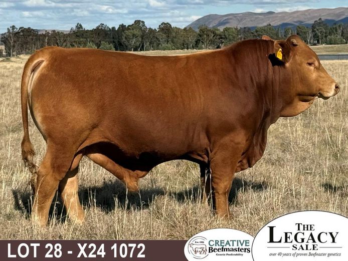 X241072 | CREATIVE BEEFMASTERS