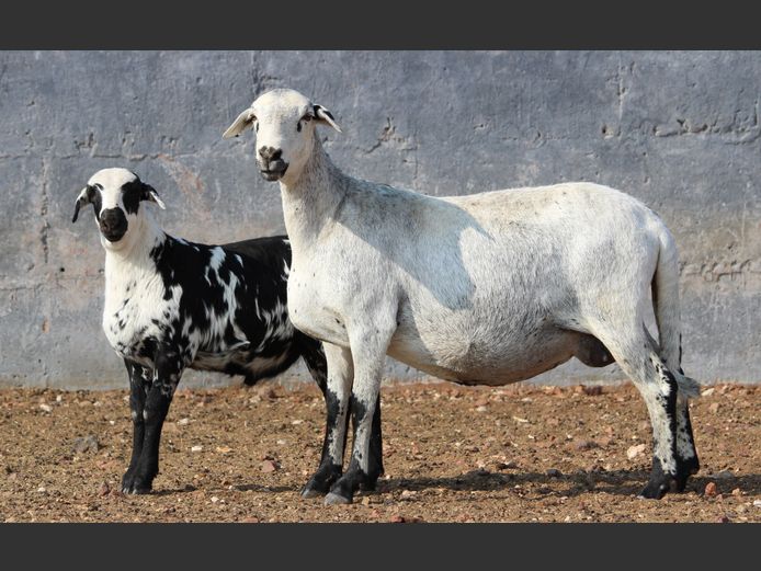CRL 22.606 | Riaan Liebenberg - Hanri Meatmasters, Upington