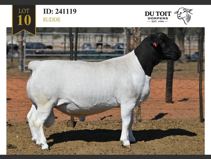 241119 | DU TOIT DORPERS