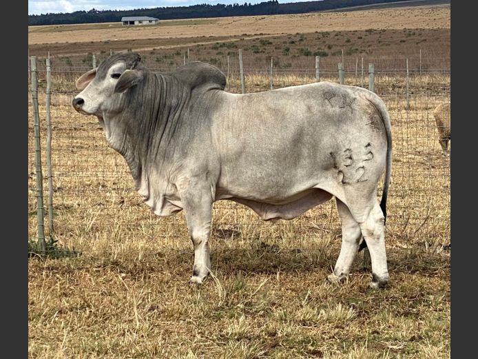 Commercial Bull | ID:22-133 | Combrinck Brahman