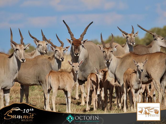 Eland Cows running with 44 1/8" Kent