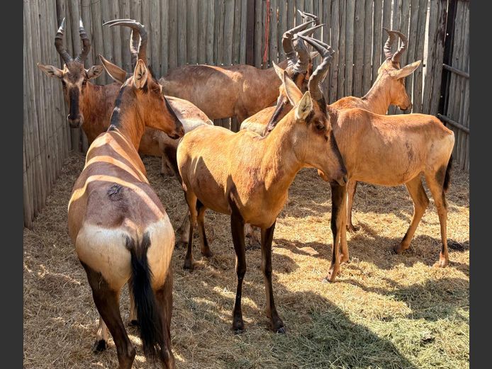 Rooihartebeeste