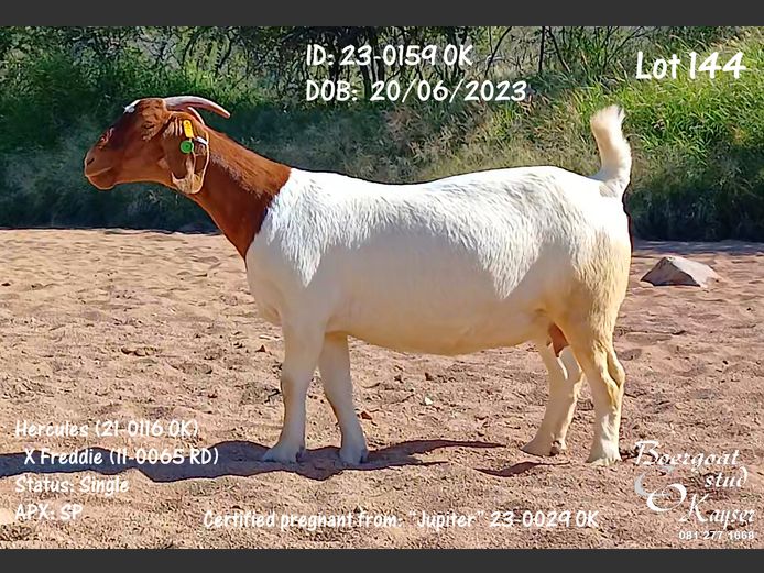 23-0159 OK | Kayser Boergoat Stud