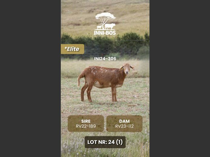INI24-306 *Elite