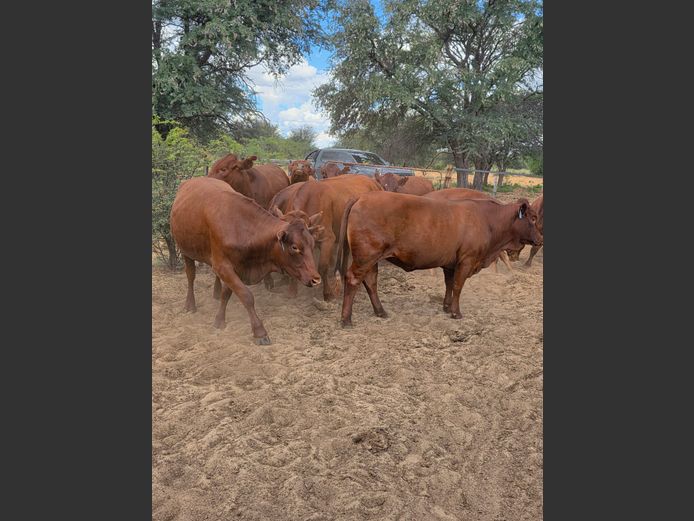 Commercial Animals | Denbot Bonsmaras