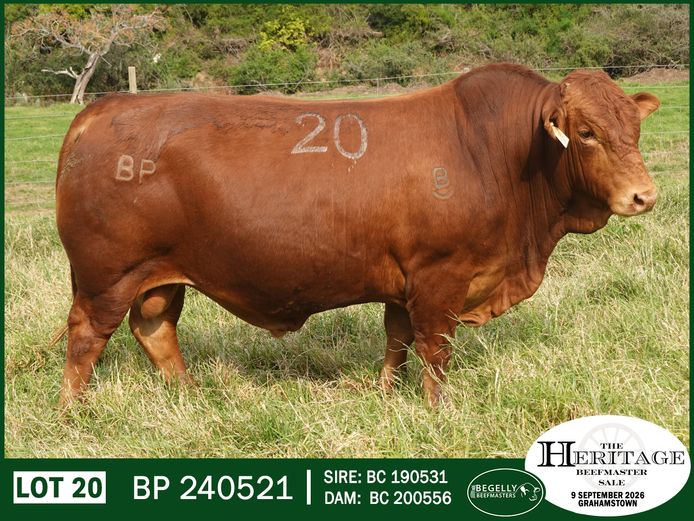 BP 240521 HH | BEGELLY BEEFMASTERS