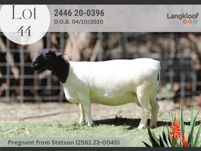 2446-200396 | LANGKLOOF DORPERS