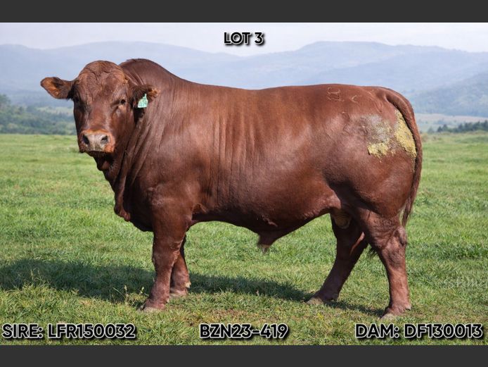 BZN 230419 | BASZOHN CATTLE CO