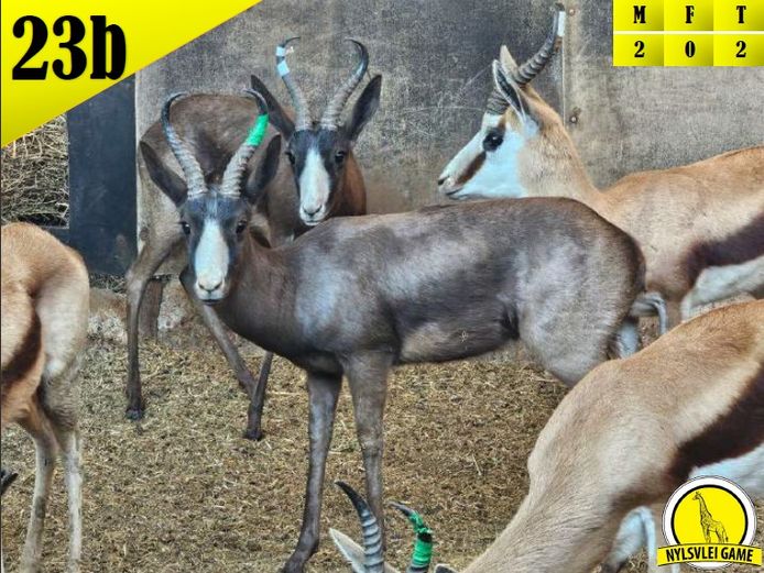 BLACK SPRINGBUCK | DH CILLIERS
