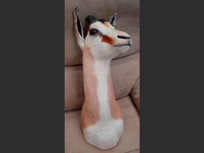SPRINGBOK TROPHY HEAD, 60cm High