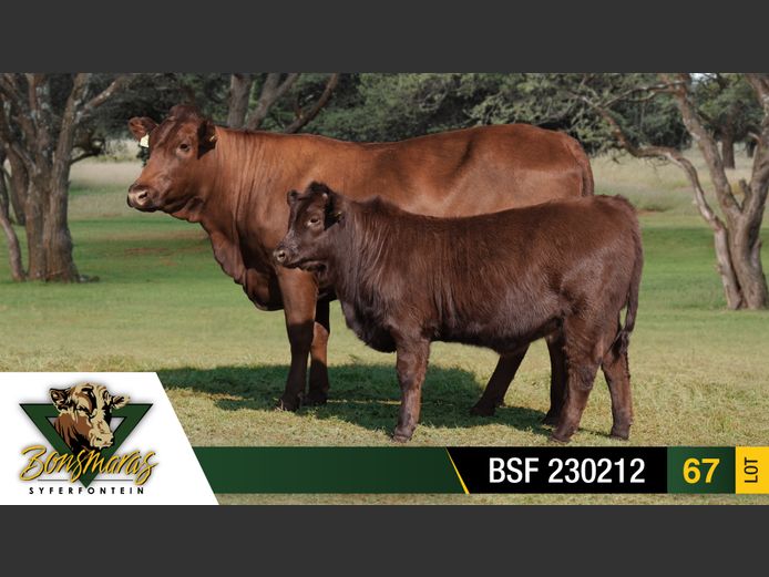 BSF 230212 | SYFERFONTEIN BOERDERY