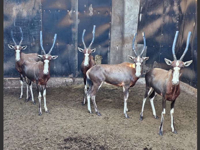 BLESBOK | NYLSVLEI